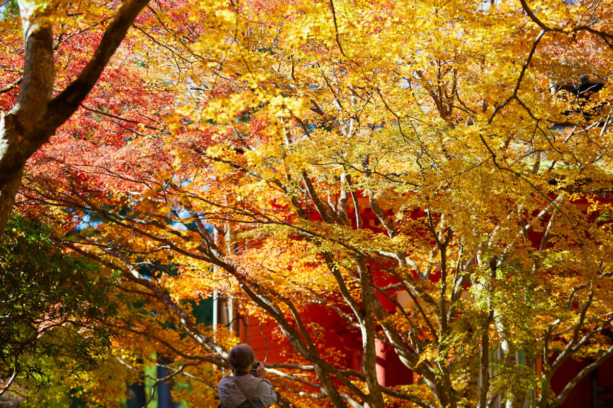 談山神社 紅葉 見ごろ